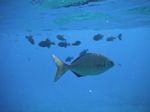 Snorkeling at Molokini
